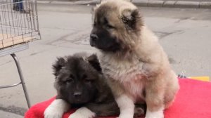 ОЧЕНЬ МОЩНЫЕ Щенки Кавказской овчарки 2 мес. Puppies Caucasian Shepherd.Odessa.