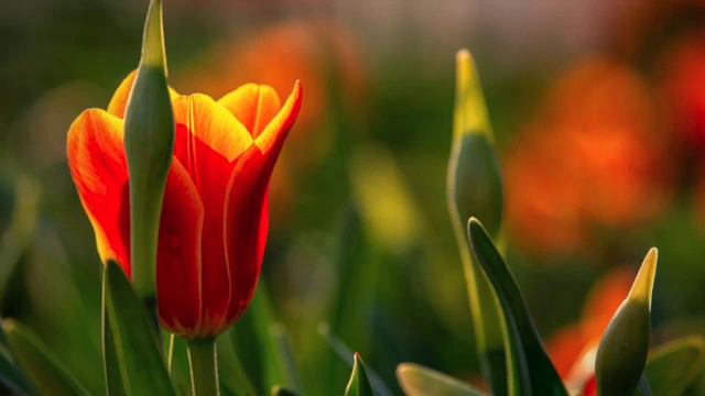 Riley Lee Shakuhachi 尺八 - Depths of Insight - Wind Song - Elena Kats-Chernin & Christina Leonard смотреть онлайн