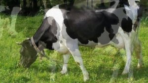 Разведение Голштинской породы коров как бизнес идея | Голштинская корова