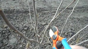 Обрезка молодого 3 летнего куста фундука