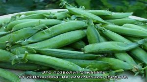 С чем сажать горох на одной грядке