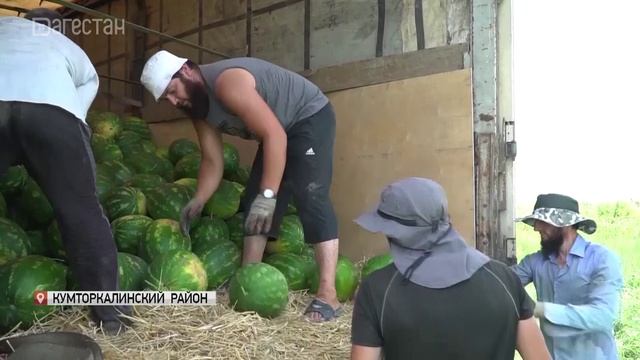 В Дагестане в разгаре сезон арбузов