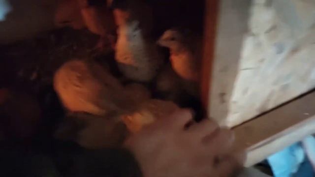 Завалило снегом. Корм для перепелов зимой. Содержание перепелов.#папанадаче