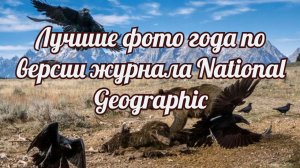 Лучшие фото года по версии журнала National Geographic.