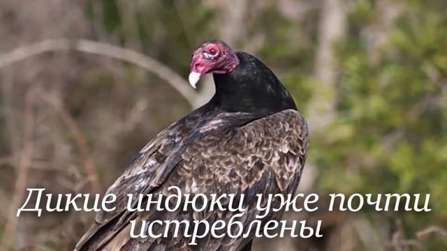 Индюк. Интересно знать