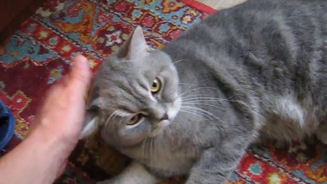 Шотландский кот Зевс балдеет, когда его гладят. #2 смотреть онлайн