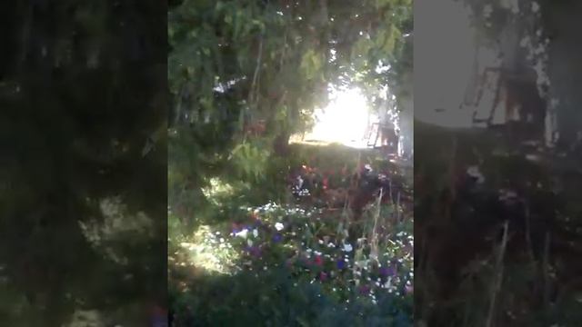 Цветы у входа в Ленинградский Зоопарк. смотреть онлайн