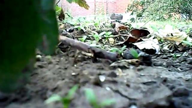 Quadrocopter квадрокоптер