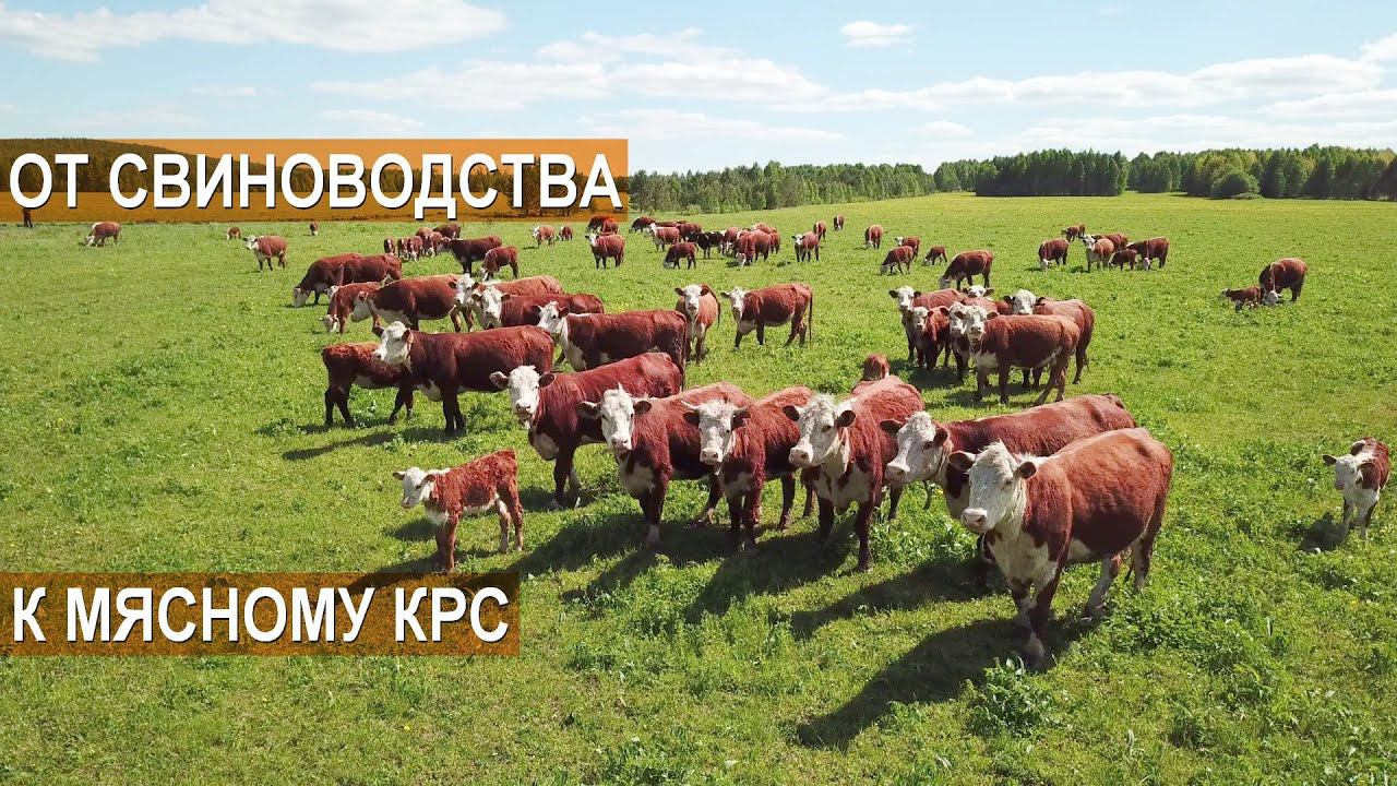 Путь от свиноводства к мясному КРС.  Фермерское хозяйство Павла Дергачёва.