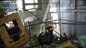 тайский скворец говорит мяу и hello