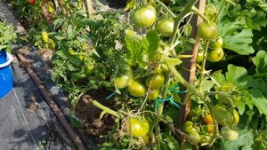 Томат Хали-гали.