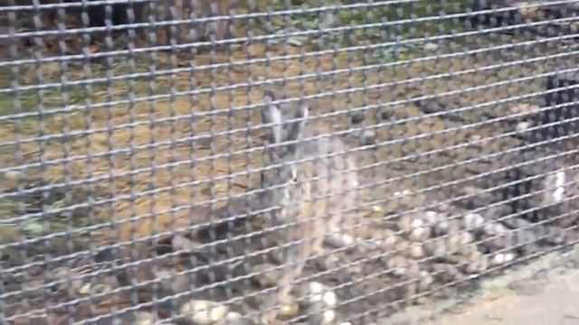 заяц русак смотреть онлайн