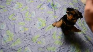 Как начать дрессировку щенка. Дрессировка мелких пород