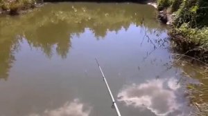 Выращивание рыбы (личный опыт) - контрольный облов карпа в августе (Часть 7)