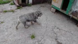 Интеллектуальные, очень умные сторожа - порода Миттельшнауцеры.