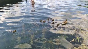 Еловое. Каменный берег. Понтон. Утята.