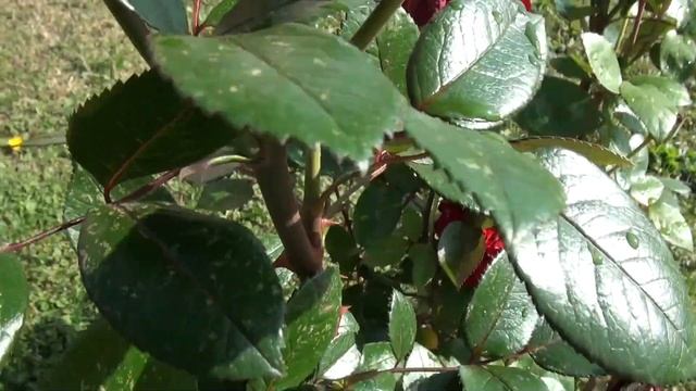 Романс "Красная роза". смотреть онлайн