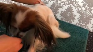 Груминг. Папийон.