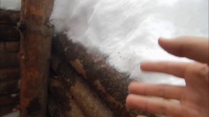 Пробуем кашу из берёзы!!!