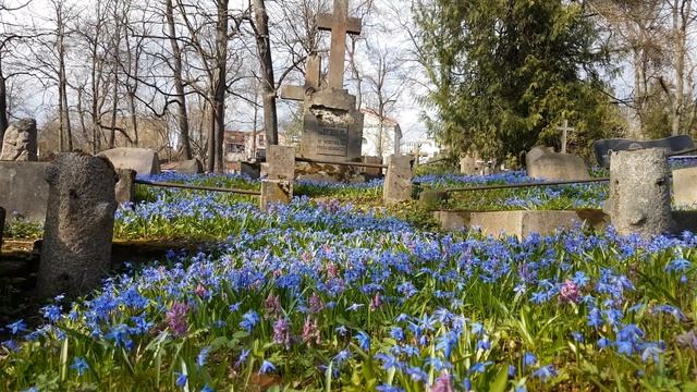 Flower 4K - Scilla Siberica, Squill in a Cemetery | Relaxing Background Video смотреть онлайн