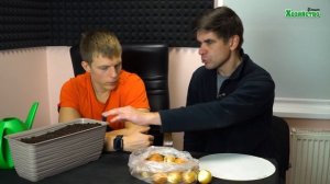 Секреты выращивания зеленого лука на подоконнике. Как получить много лука без хлопот?!