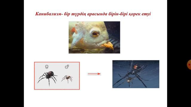 8 сынып. Тірі ағзалардың өзара қарым- қатынас түрлері.Бір- біріне жағымсыз әсерлері