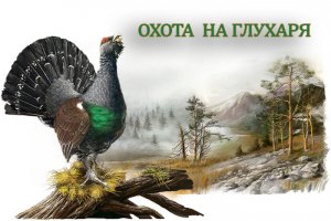 Охота на глухаря с оператором.mp4