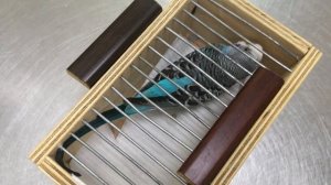 Тоша у врача. Отвезли попугая к орнитологу. Не летающий волнистый попугай. ЧТО С ТОШЕЙ?