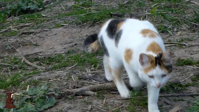 Наконец-то открыл сезон рыбалки с берега на донки Ну как есть) смотреть онлайн