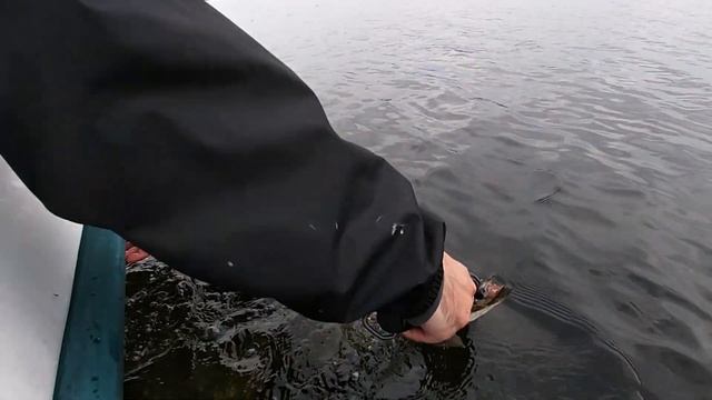 Бешеный клев щуки на джерки в тростниковых островах смотреть онлайн