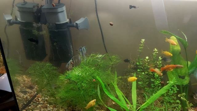 Скалярии и Данио порадовали! смотреть онлайн