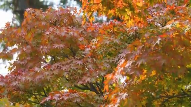 Exotic Relaxation Sounds - Never Overthink, Stress Relief Sound, Sleep Sounds, Nerve Calming смотреть онлайн