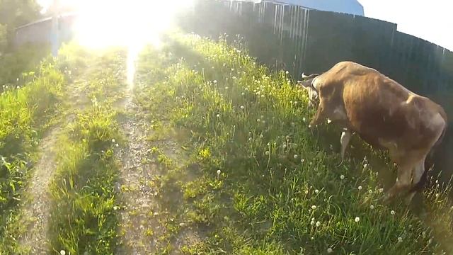 ДеревняLIFE #6. Наша земля. Содержание коров смотреть онлайн