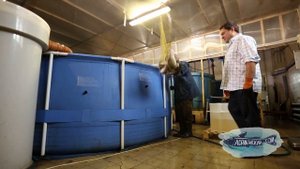 Африканский сом