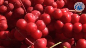 Schisandra chinenesis, Schizandra Berry - characteristics and cultivation of Magnolia Vine