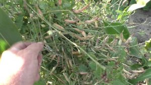 Семенная свекла и редис