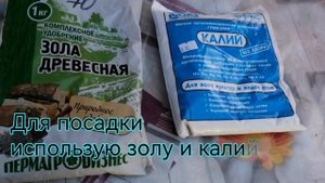 Посадка чеснока осенью Положите это в лунку при посадке