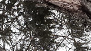 Ловля птиц. 12.12.2021 год.