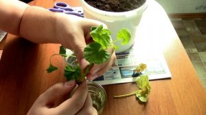 ?ПОСАДКА ГЕРАНИ ОТРОСТКОМ,ПРАВИЛЬНОЕ УКОРЕНЕНИЕ?