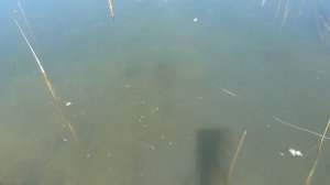 Ловим карпа вприглядку!!!