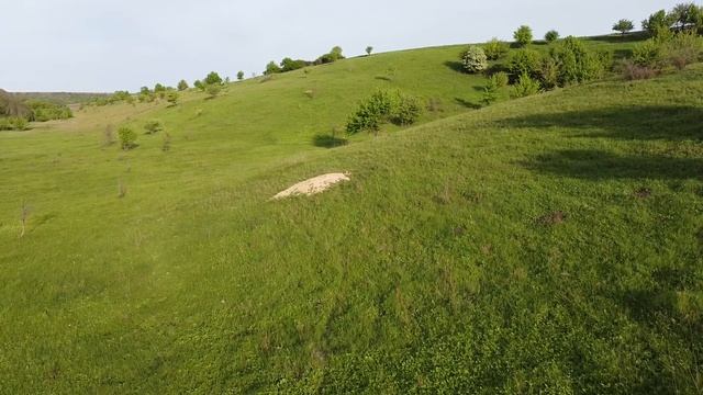 Лисы арендуют байбачью нору смотреть онлайн