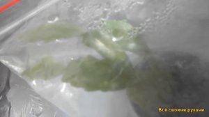 Как Укоренить Черенок Декабриста Легко?