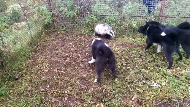 Работа щенков по барсуку смотреть онлайн