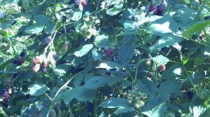 Выращивание и уход за бесшипной садовой ежевикой сорта Торнфри. Обрезка ежевики осенью видео