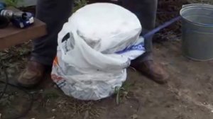 Посадка гриба вешенки в пеньки на даче