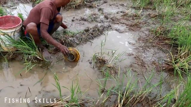 New! Unique Hand Fishing 2019 Catching Anabas Fish in Rice Field by Fisher Man Fishing Skills смотреть онлайн