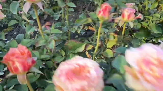 Обзор роз /ЗАЗУ/ ПИТАХАЙЯ/КИНКгсПРАЙД/ КАРАЛУНА смотреть онлайн