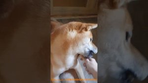Сиба-ину прическа и игра с подругой сибой. Shiba inu hairstyle and playing with another shiba. 柴犬