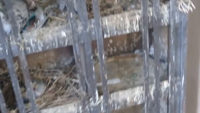 Как менять пискунов местами. смотреть онлайн