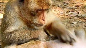 Amazing !! ASMR Monkey Grooming Big Male Monkey Come To Offer Best Grooming For Big Female Monkey